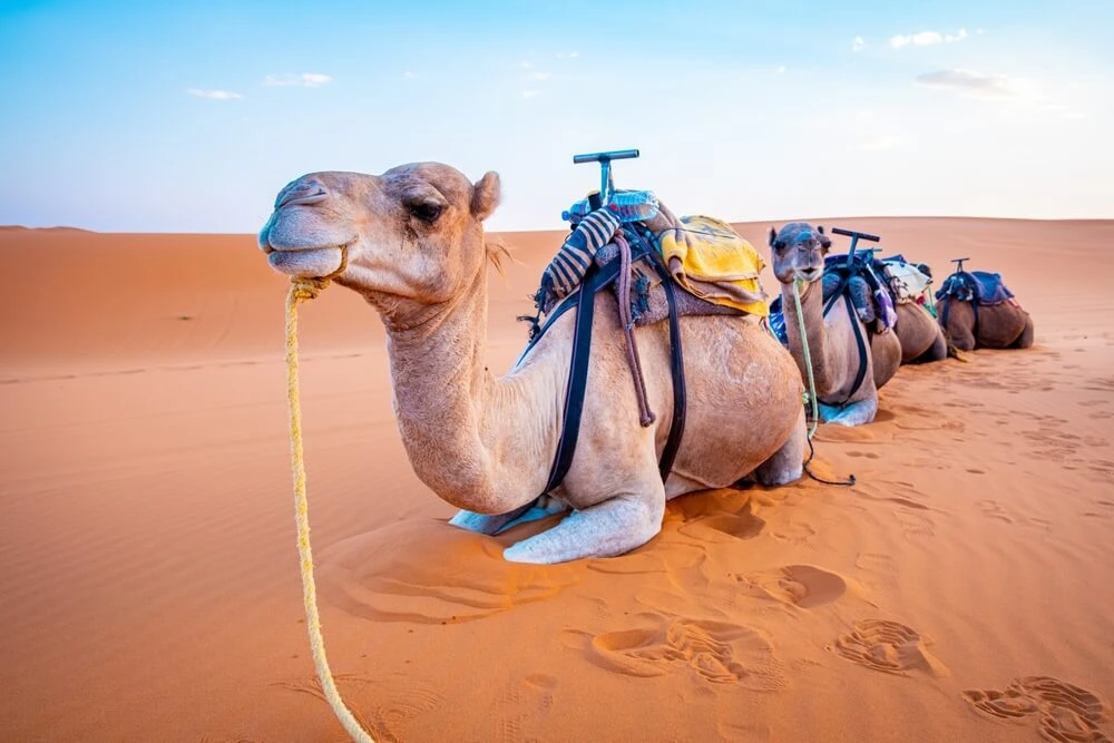 Morocco itinerary 8 days